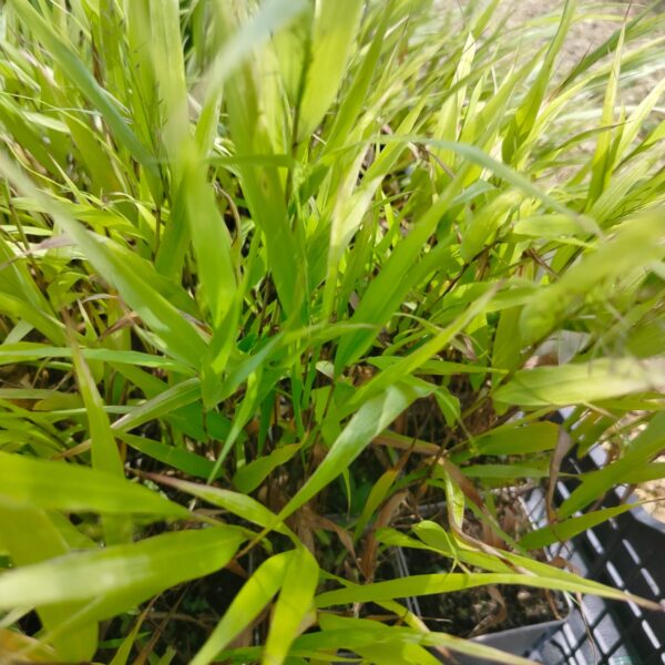 Hakonechloa