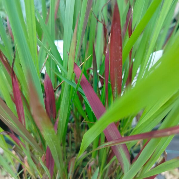 Imperata cylindryczna
