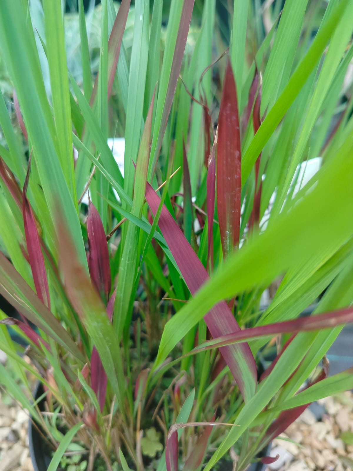 Imperata cylindryczna