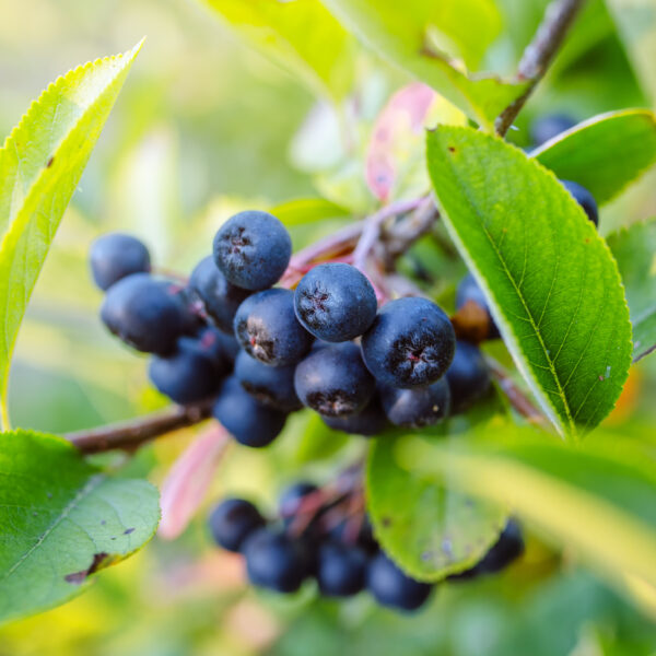 Aronia