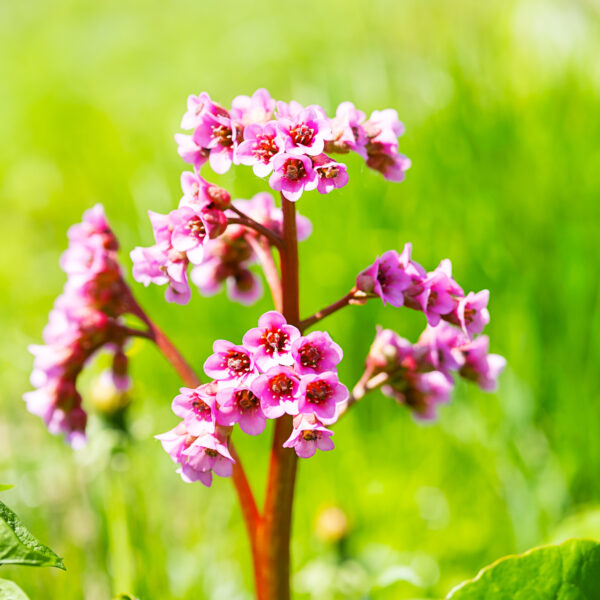 Bergenia