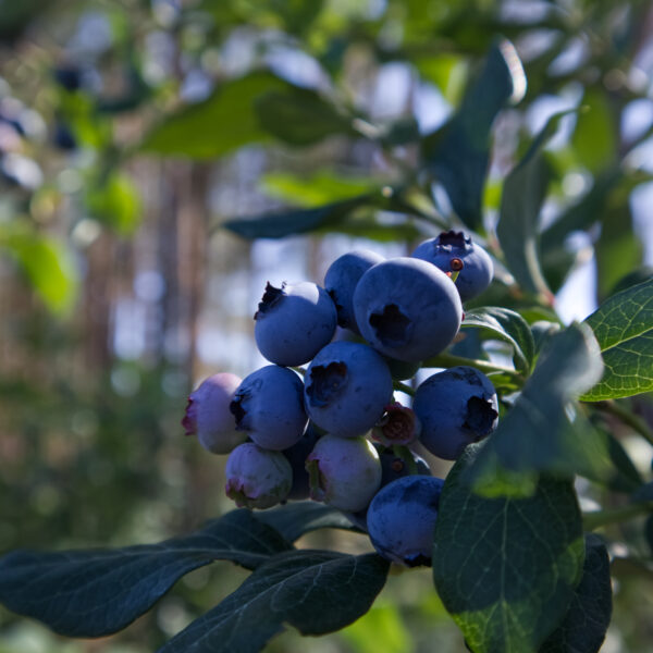 Borówki Amerykańskie