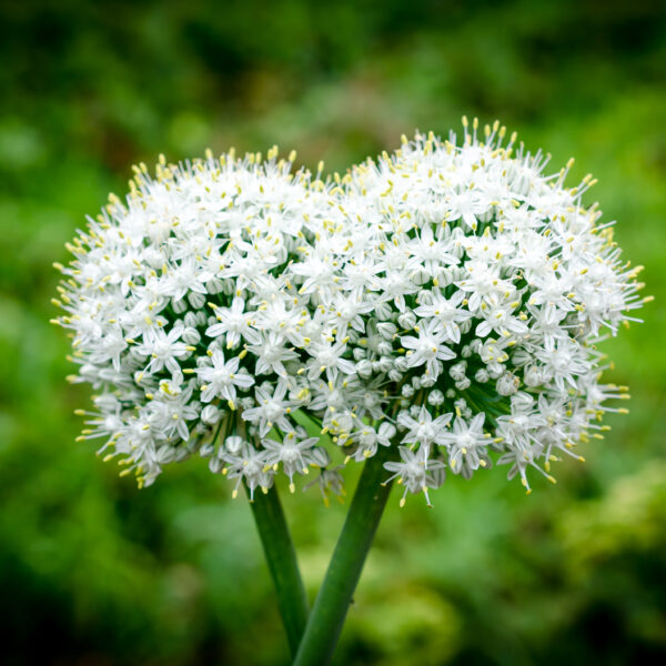 Czosnek niedźwiedzi