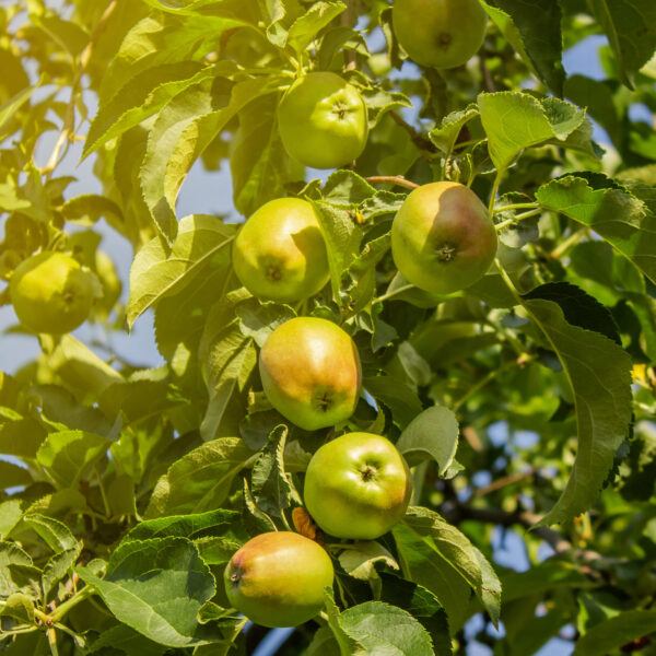 Krzewy i drzewa owocowe