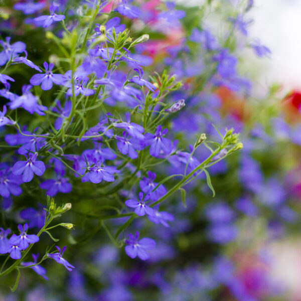 Lobelia