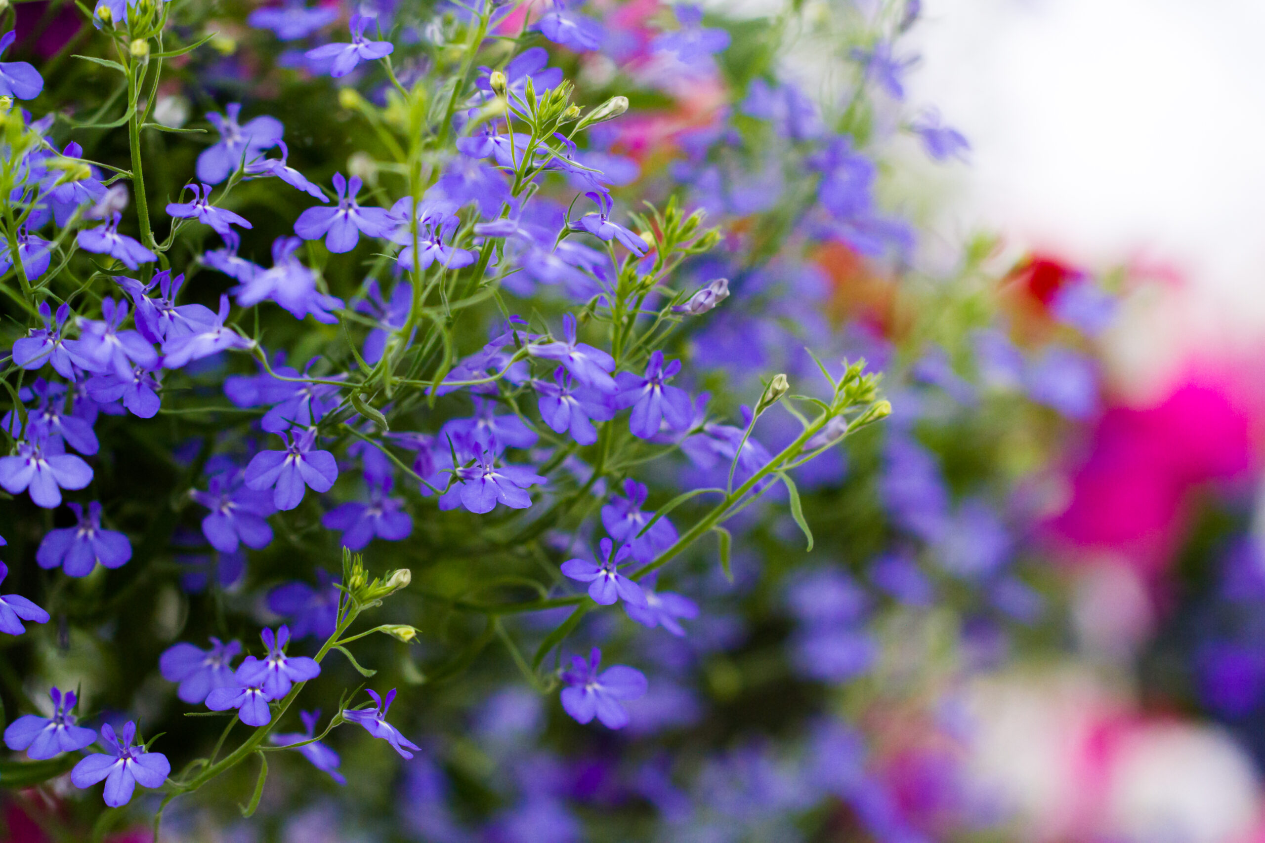 Lobelia