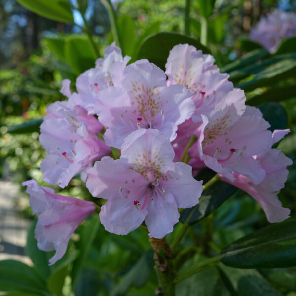 Rododendrony