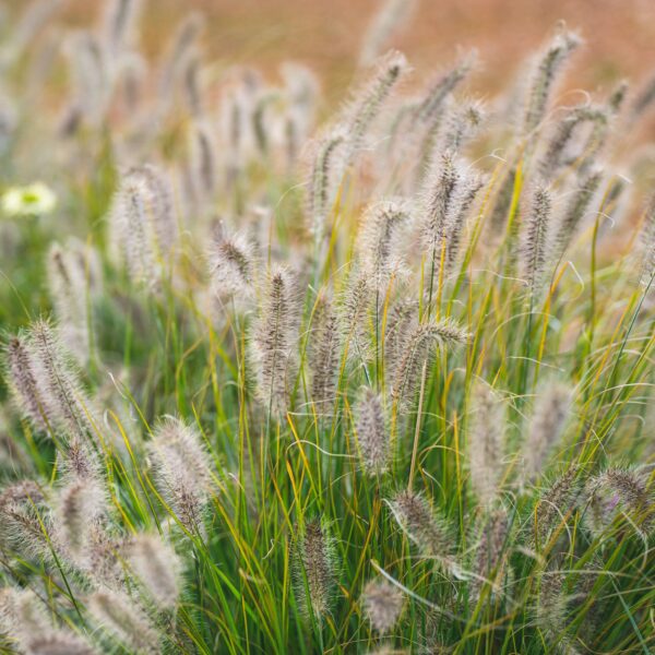 Rozplenica japońska