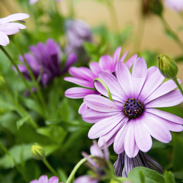 Stokrotka Afrykańska