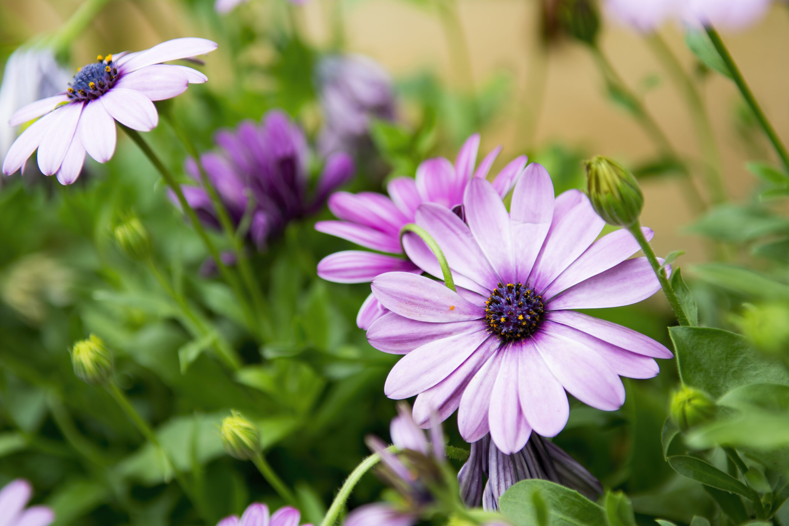 Stokrotka Afrykańska