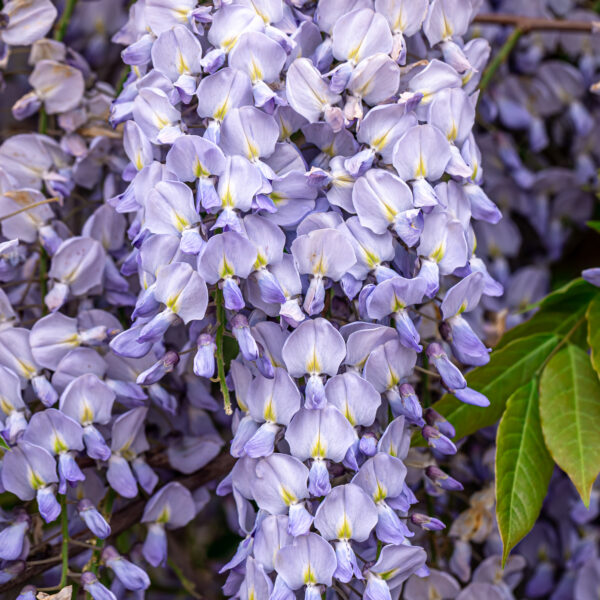 Wisteria
